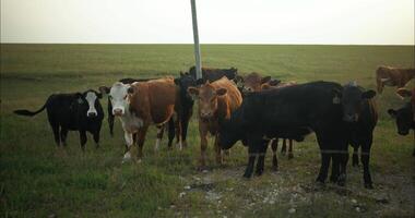 Herd of Cows, Cattle, on Ranch, Farm, Range in Prairie Grass video