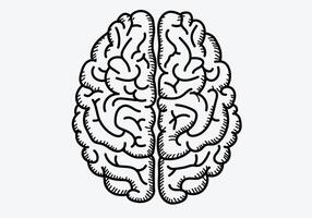 human brain model.Brain sketch art isolate white background vector