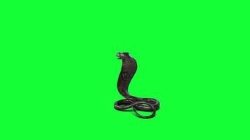 3d rei cobra a os mundos mais longo venenoso serpente isolado em verde fundo, pose ataque do rei cobra cobra, 3d ilustração, 3d Renderização. video