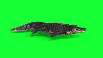 3d Illustration of Alligator swimming animation on green screen. has an alpha channel also it is Realtime video