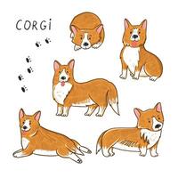 Corgi dog collection illustrations set. vector