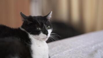 Close-up of a black and white cat resting on a bed with an out-of-focus background video
