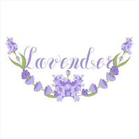 Lettering Lavender. illustration isolated on white background. vector