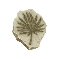 Plant fossil, ancient stone palm tree leaf imprint vector