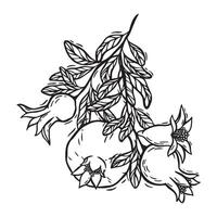 Branch with leaves and juicy pomegranate fruits. botanical black and white illustration, hand drawn in graphic style. Drawing for food and cosmetics packaging design, menu, fabric, paper vector