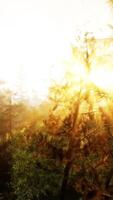 Sonnenlicht Streaming durch Bäume im ein heiter Wald video