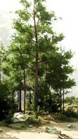 A serene forest landscape with rocks and trees video