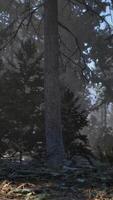 View in to tall pine trees on a summers day video
