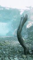 An underwater scene with rocks and a tree trunk video