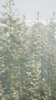 A stunning winter landscape with a majestic mountain and snow-covered forest video