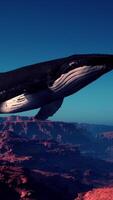 A large whale is floating in the air video