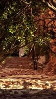 The ruins of a building with trees growing out of it video