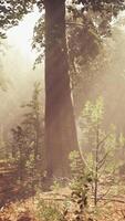 Rays of bursting sunlight in a misty forest video