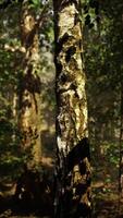 A dense birch forest with towering trees reaching towards the sky video