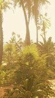 A view of a beach through some palm trees video