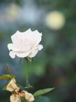 pink color flower blooming in garden blurred of nature background, copy space concept for write text design in front background for banner, card, wallpaper, webpage, greeting card Valentine Day photo