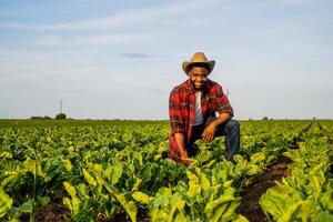 Young farmer is examining crops in his growing spinach field. photo