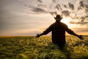 Silhouette of a happy farmer with arms outstretched standing in his wheat filed. photo
