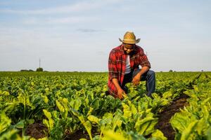 Young farmer is examining crops in his growing spinach field. photo