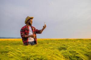 Young farmer using mobile phone while standing in his growing wheat field. photo