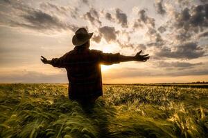 Silhouette of a happy farmer with arms outstretched standing in his wheat filed. photo