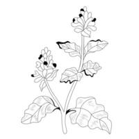 Catnip Herb Outline vector