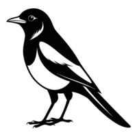 Magpie bird black and white Silhouette Art. Oriental magpie robin bird design on white background. Easy editable layered illustration. Wild Animals. vector