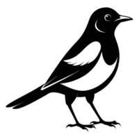 Magpie bird black and white Silhouette Art. Oriental magpie robin bird design on white background. Easy editable layered illustration. Wild Animals. vector