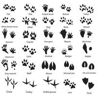 Set of animal and bird trails with name vector