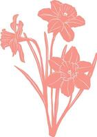 daffodils in pink on a white background vector
