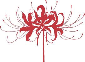 a red spiderlily flower with long stems on a white background vector