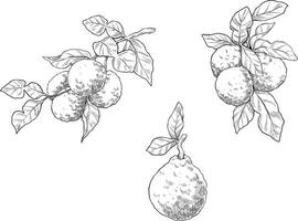 a drawing of a lemon tree with leaves and fruit vector