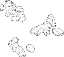 a drawing of ginger root and nuts vector