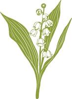 lily of the valley vector