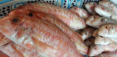 Fresh red mullets fishes stacked in a row on ice trays at the market stock instant prints background high quality downloads photo