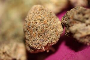 Cannabis various buds super private collection medical marihuana grass mania macro background high quality focus stack fifty megapixels printings photo