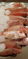 Fresh red mullets fishes stacked in a row on ice trays at the market stock instant prints background high quality downloads photo