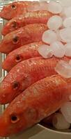 Fresh red mullets fishes stacked in a row on ice trays at the market stock instant prints background high quality downloads photo
