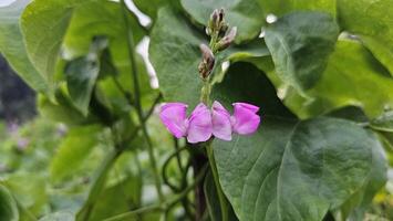 Lablab bean flower on the vegetable plant. It is also called green hyacinth bean, and Seim. photo