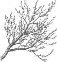 branches with engraving style black color only vector