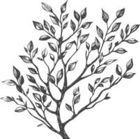 branches with engraving style black color only vector