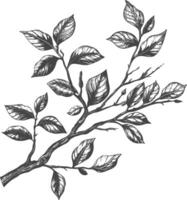 branches with engraving style black color only vector