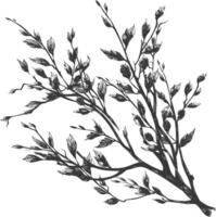 branches with engraving style black color only vector