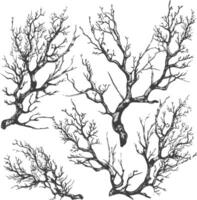 branches with engraving style black color only vector