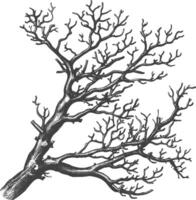branches with engraving style black color only vector