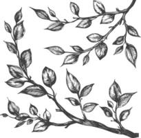 branches with engraving style black color only vector