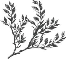 branches with engraving style black color only vector