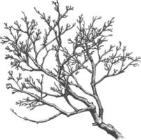 branches with engraving style black color only vector