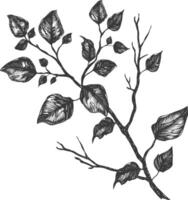 branches with engraving style black color only vector