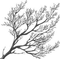 branches with engraving style black color only vector